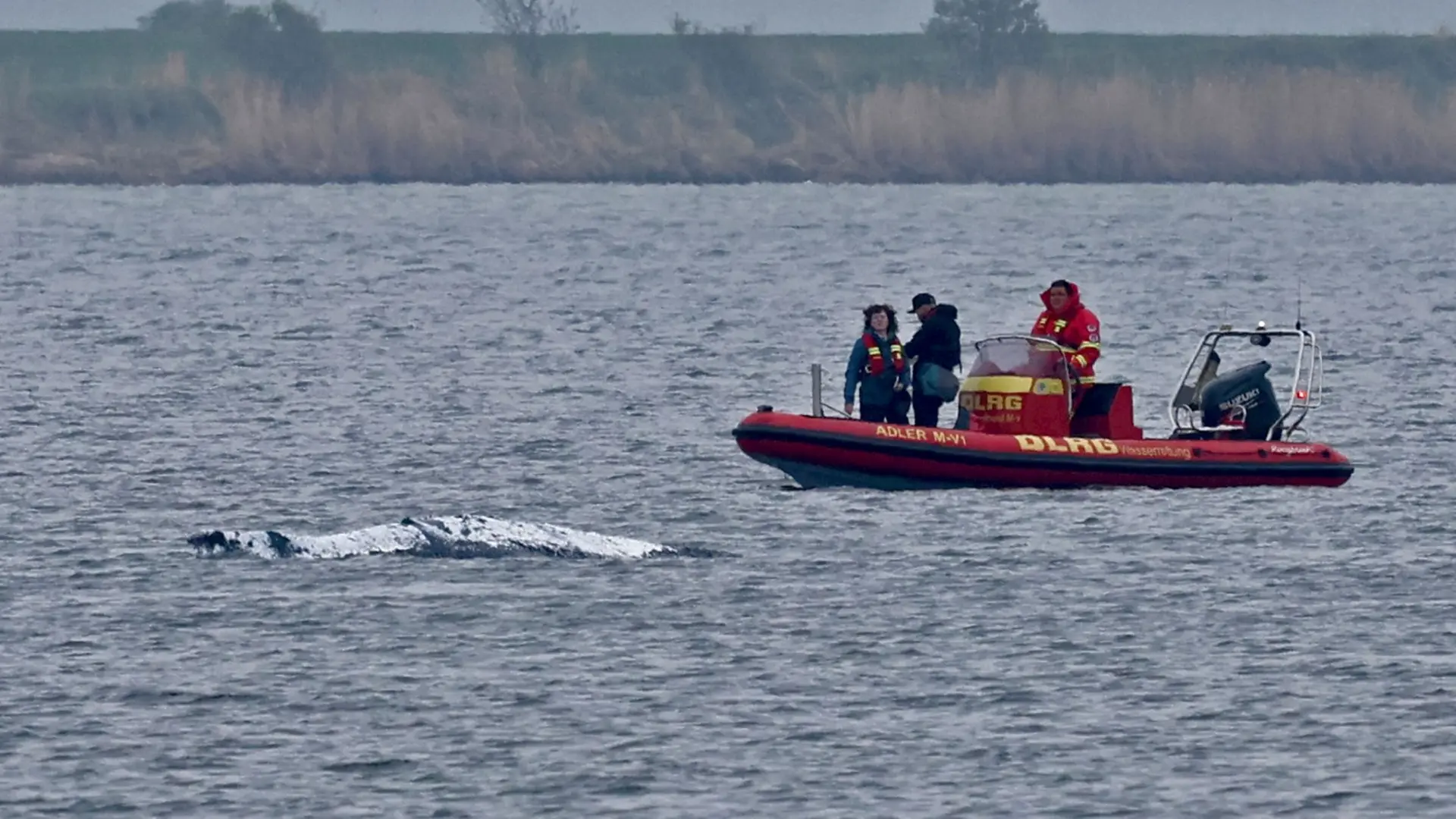 Liveticker zum Buckelwal: Wal schwimmt in der Bucht umher