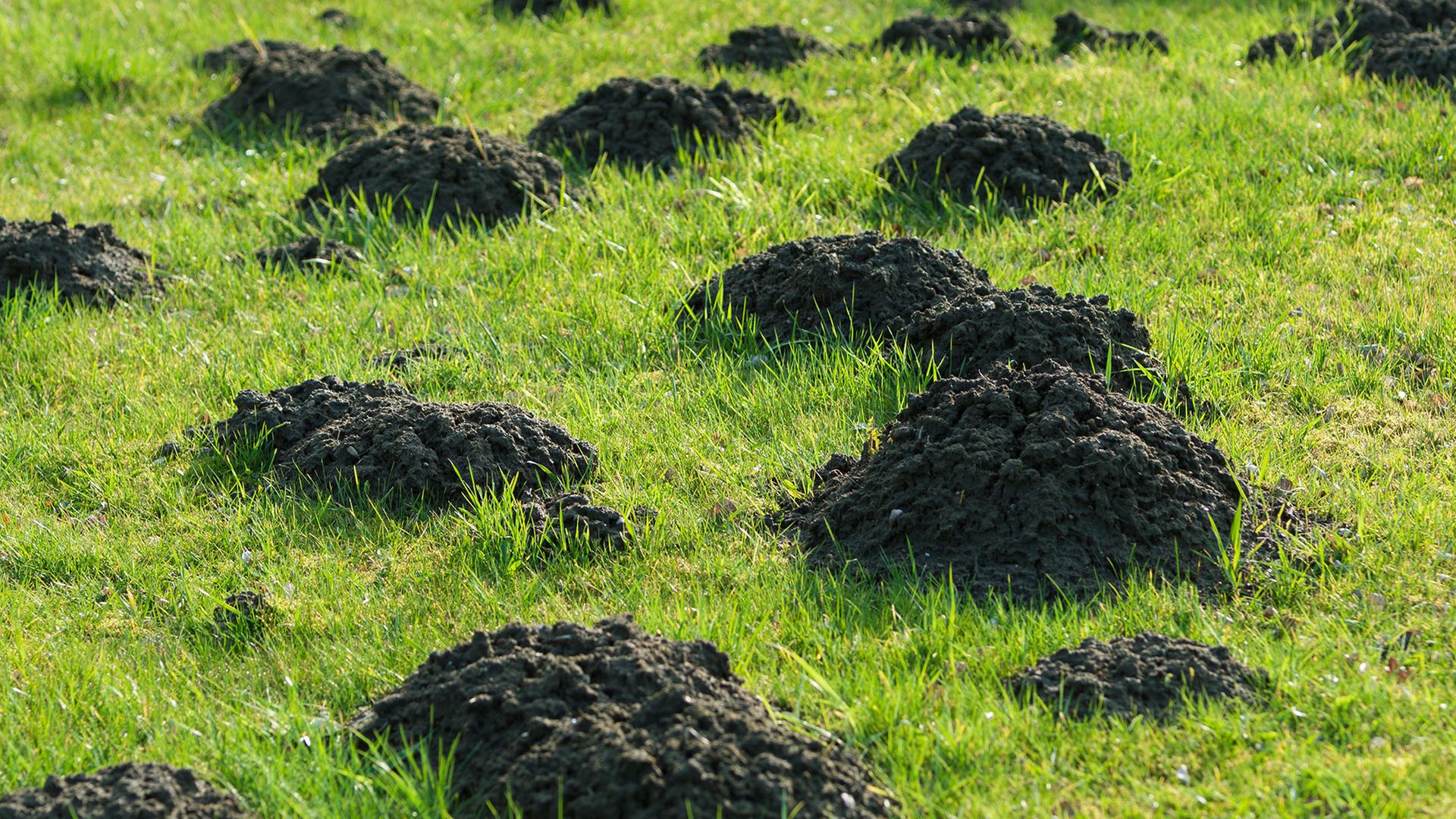 Maulwurfshügel auf einer Grasfläche. | Christian Schwier - Fotolia, Christian Schwier
