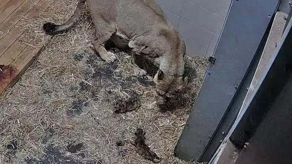 Eine Löwin mit ihren beiden Neugeborenen im Stall.