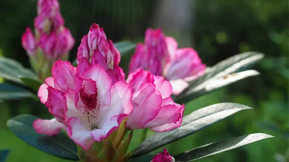 Rhododendron richtig dngen: So blht er in voller Pracht | ndr.de