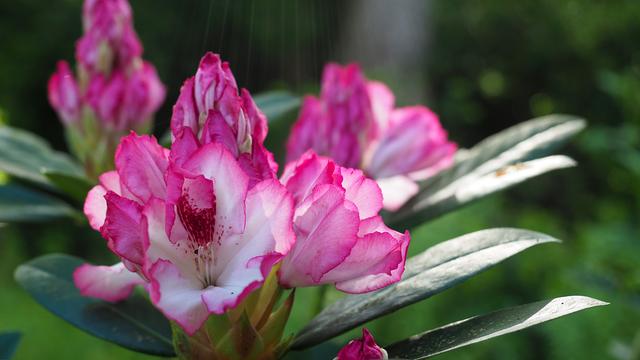 Duftende Rhododendron-Sorten | ndr.de