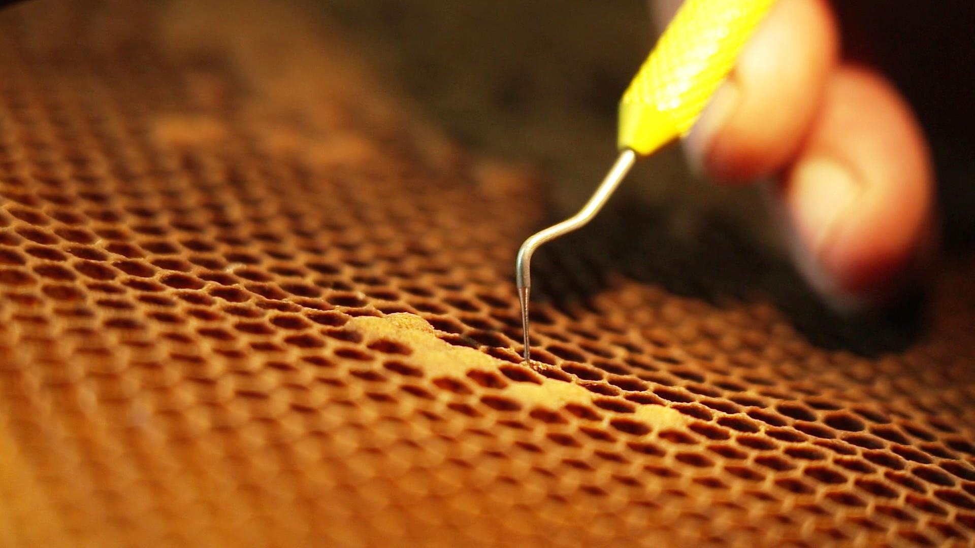 Bienenzuchtzentrum Bantin in die Königinnenzucht gestartet