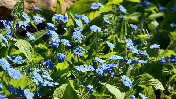 Blaue Blumen setzen Akzente im Garten | ndr.de