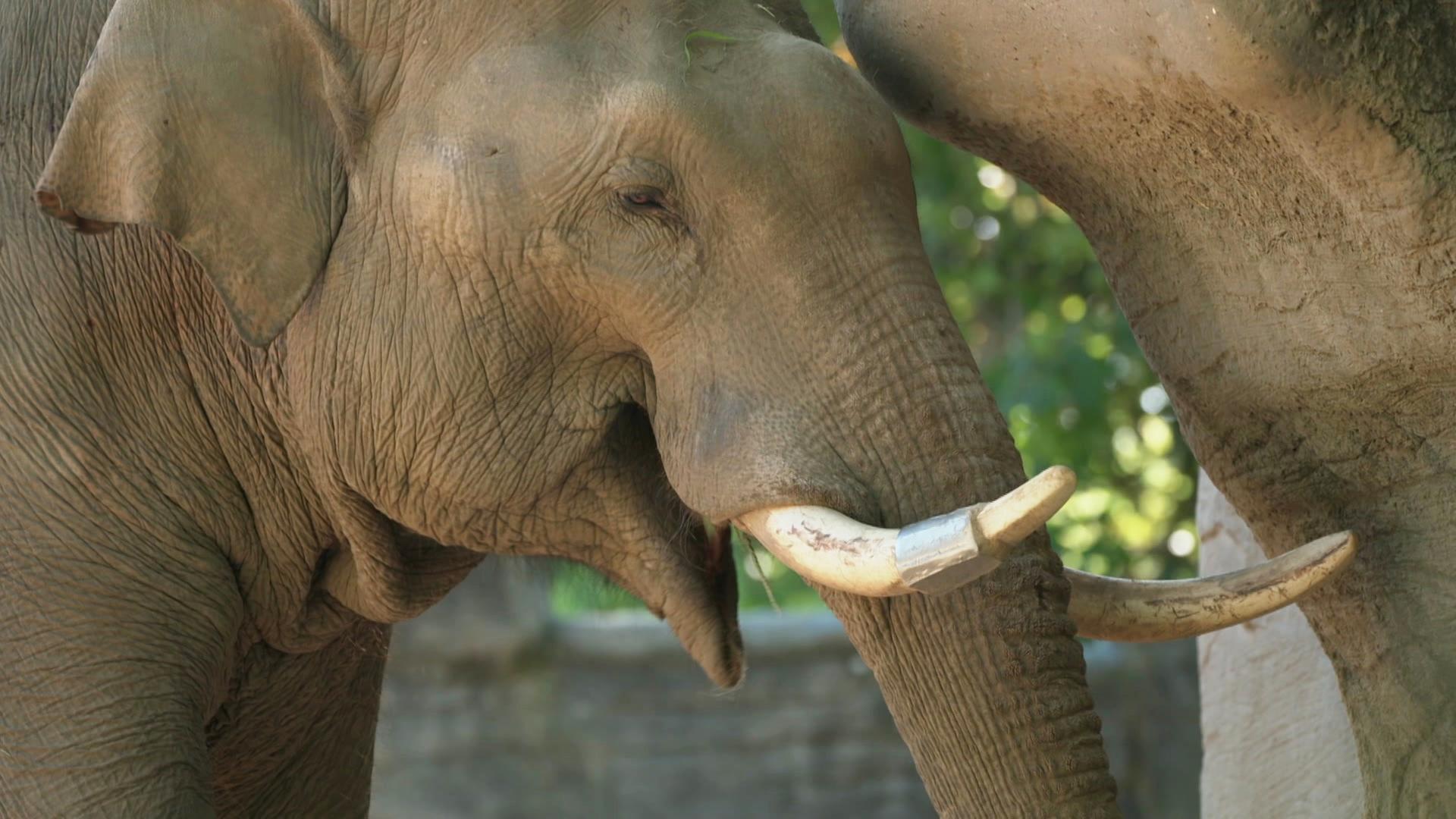 Tierpark Hagenbeck: Social-Media-Clip sorgt für Diskussion