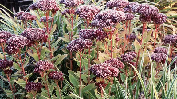 Eine mit Raureif überzogene Fetthenne der Sorte "Herbstfreude" | picture-alliance/dpa Themendienst, Marion Nickig Eine mit Raureif überzogene Fetthenne der Sorte "Herbstfreude"
