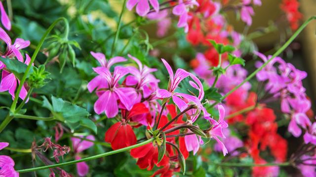 Geranien fr Balkonksten und Garten pflanzen