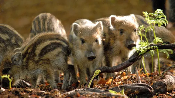 Ein Wurf Frischlinge im Unterholz.