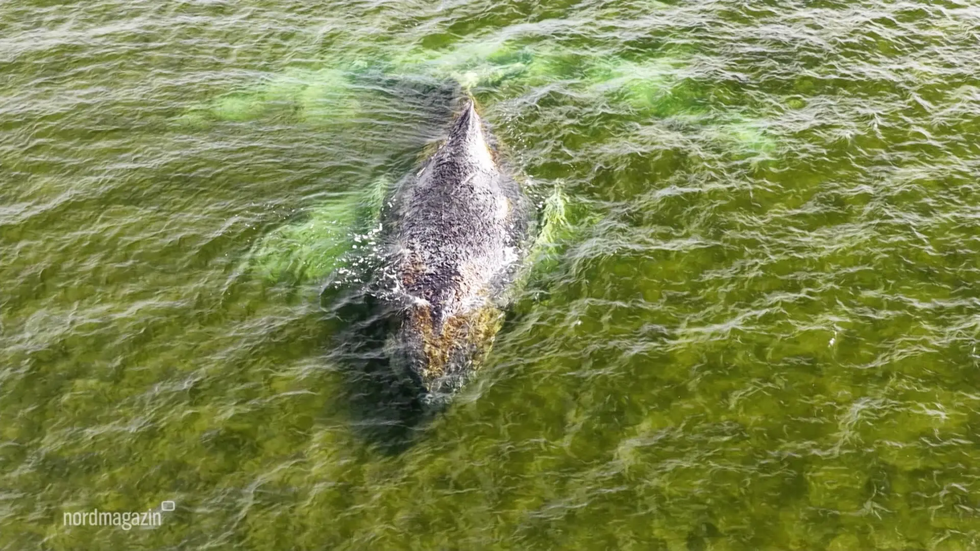 Wal in der Ostsee: Drama in der Wismarbucht geht weiter
