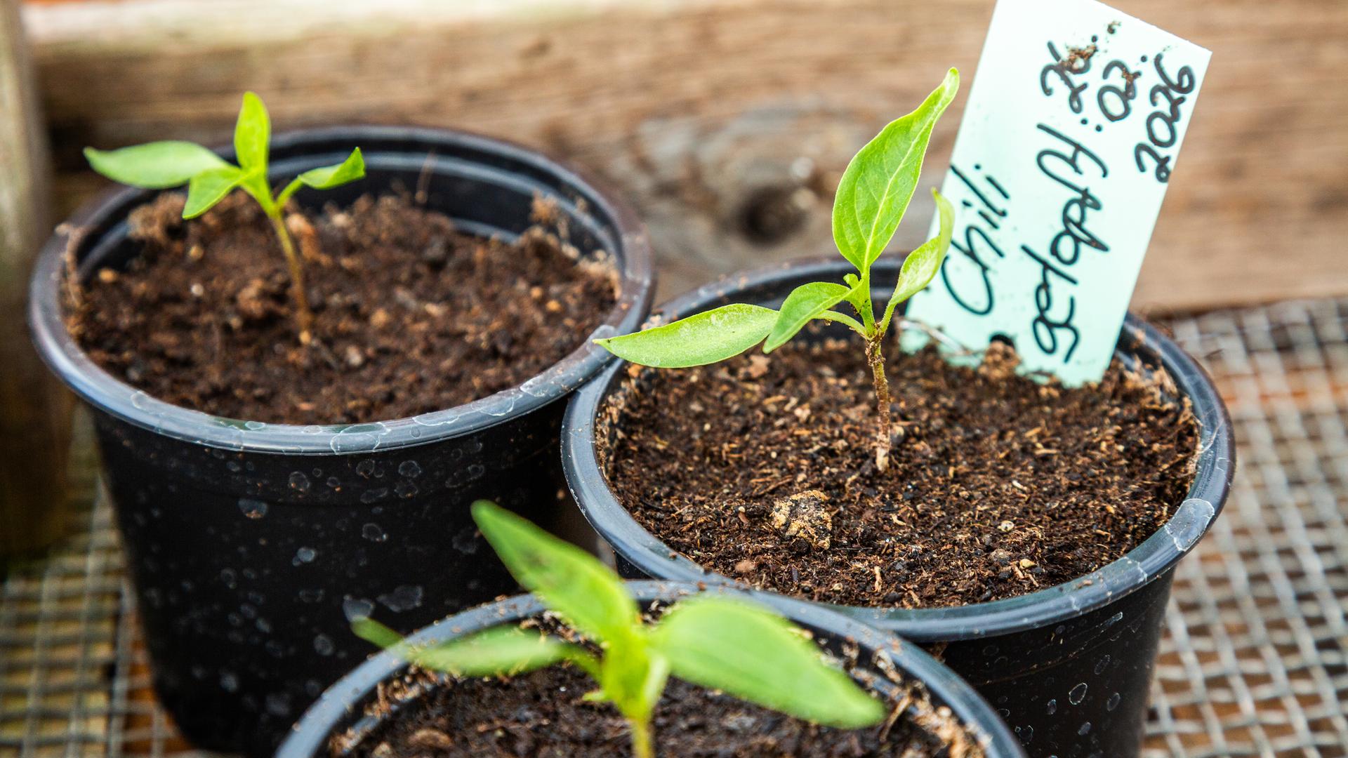 Junge Chili-Pflanzen in Anzuchttöpfen | NDR/Udo Tanske