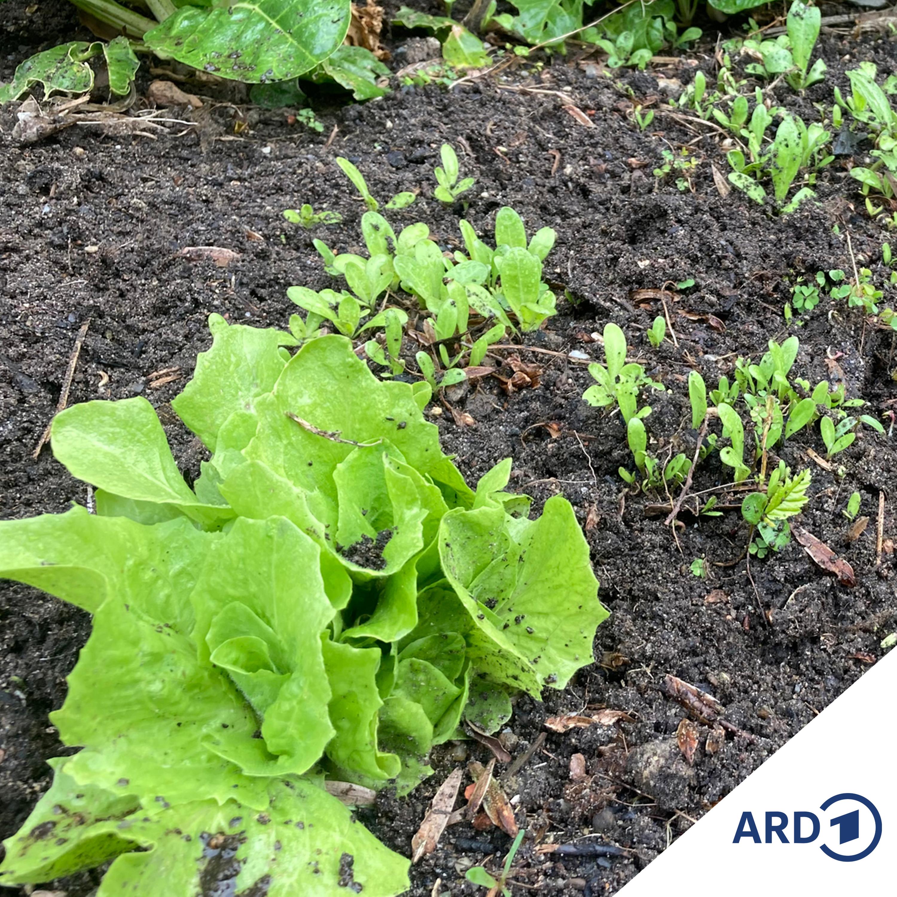 Im Grünen Bereich – Der NDR Gartenpodcast