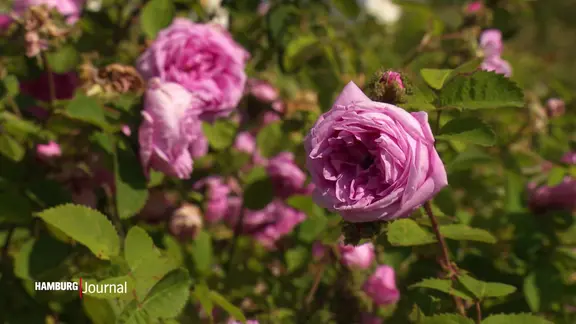 Nahaufnahme einer Rose an einer Hecke mit weiteren Rosen.