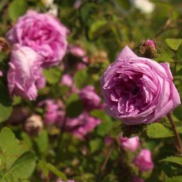 Nahaufnahme einer Rose an einer Hecke mit weiteren Rosen.
