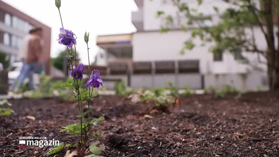 Eine violette Blume in einem frisch angelegten Beet.