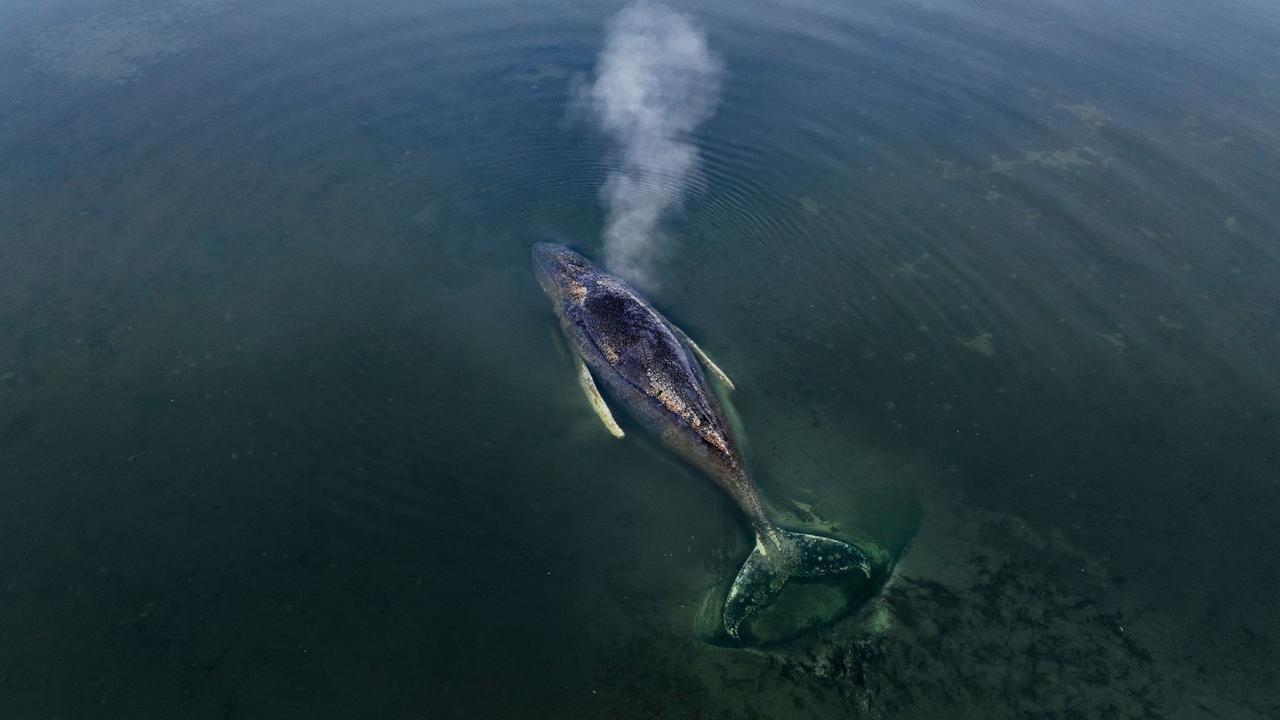 Buckelwal liegt regungslos vor Poel