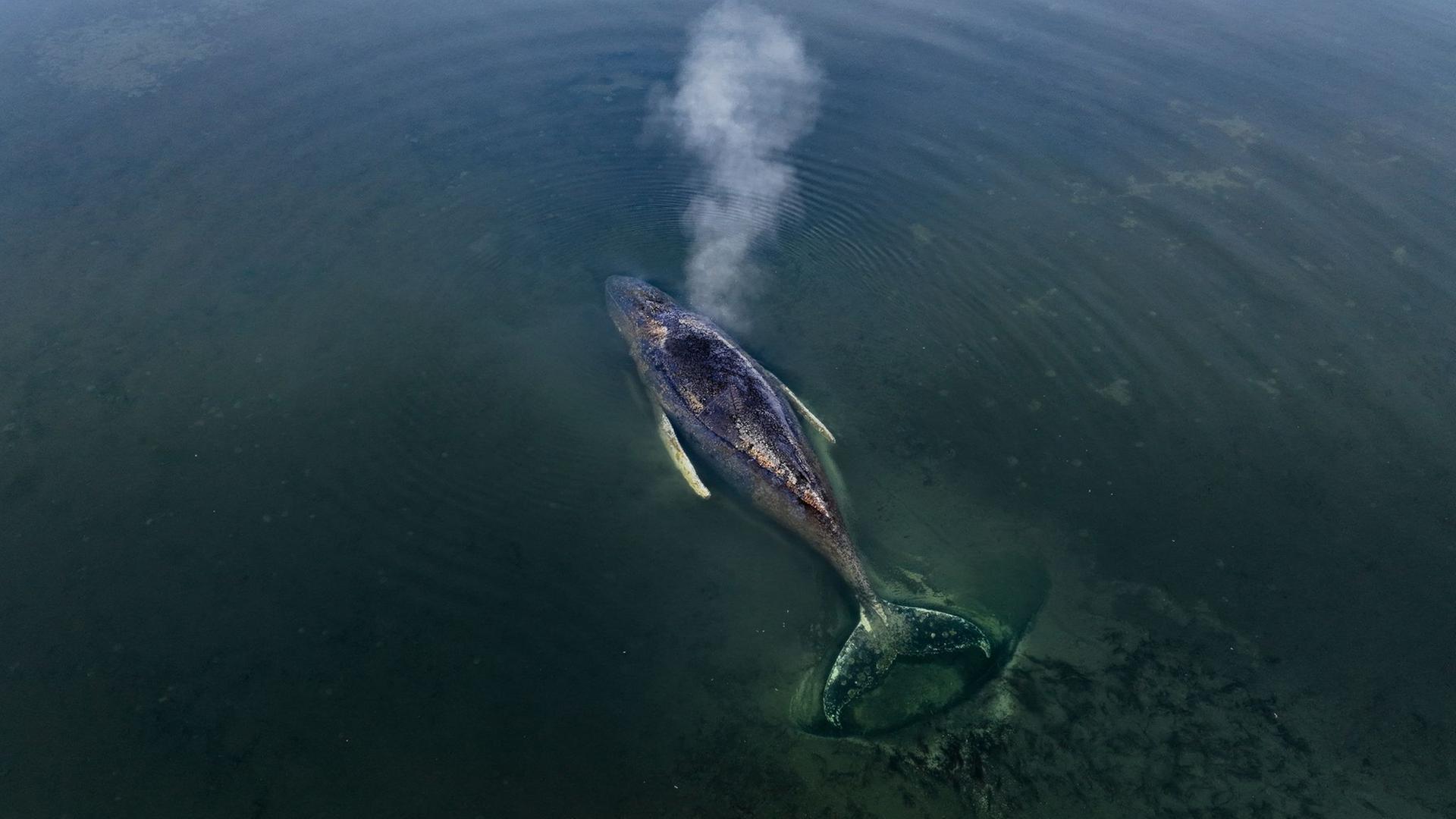 Der Buckelwal vor der Insel Poel. | Florian Manz/Greenpeace Germany/dpa