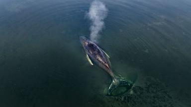 Bundespräsident will mit Wal-Experten sprechen