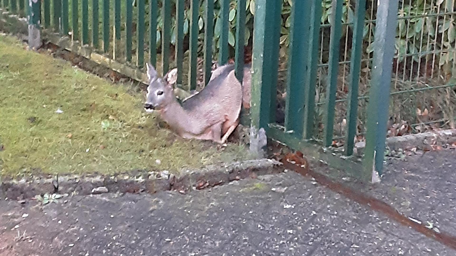 Feuerwehr befreit ein Rehkitz in Wilhelmshaven: Das Tier steckt zwischen Gitterstäben fest und wird unverletzt gerettet. | Feuerwehr Wilhelmshaven