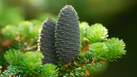 Die Weitanne (Abies alba) | ndr.de