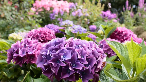 Ballförmige blau-lilafarbene Dolden einer Bauernhortensie im Garten.