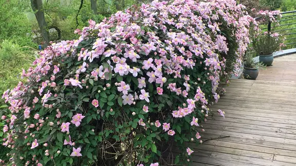Clematis pflanzen: Tipps zur Pflege und Dngung der Waldrebe | ndr.de