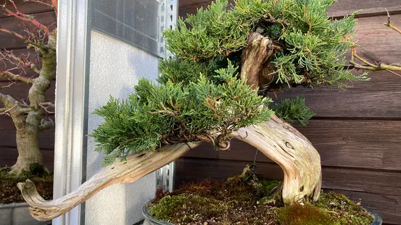 Bonsai: Die Kunst der kleinen Bume | ndr.de