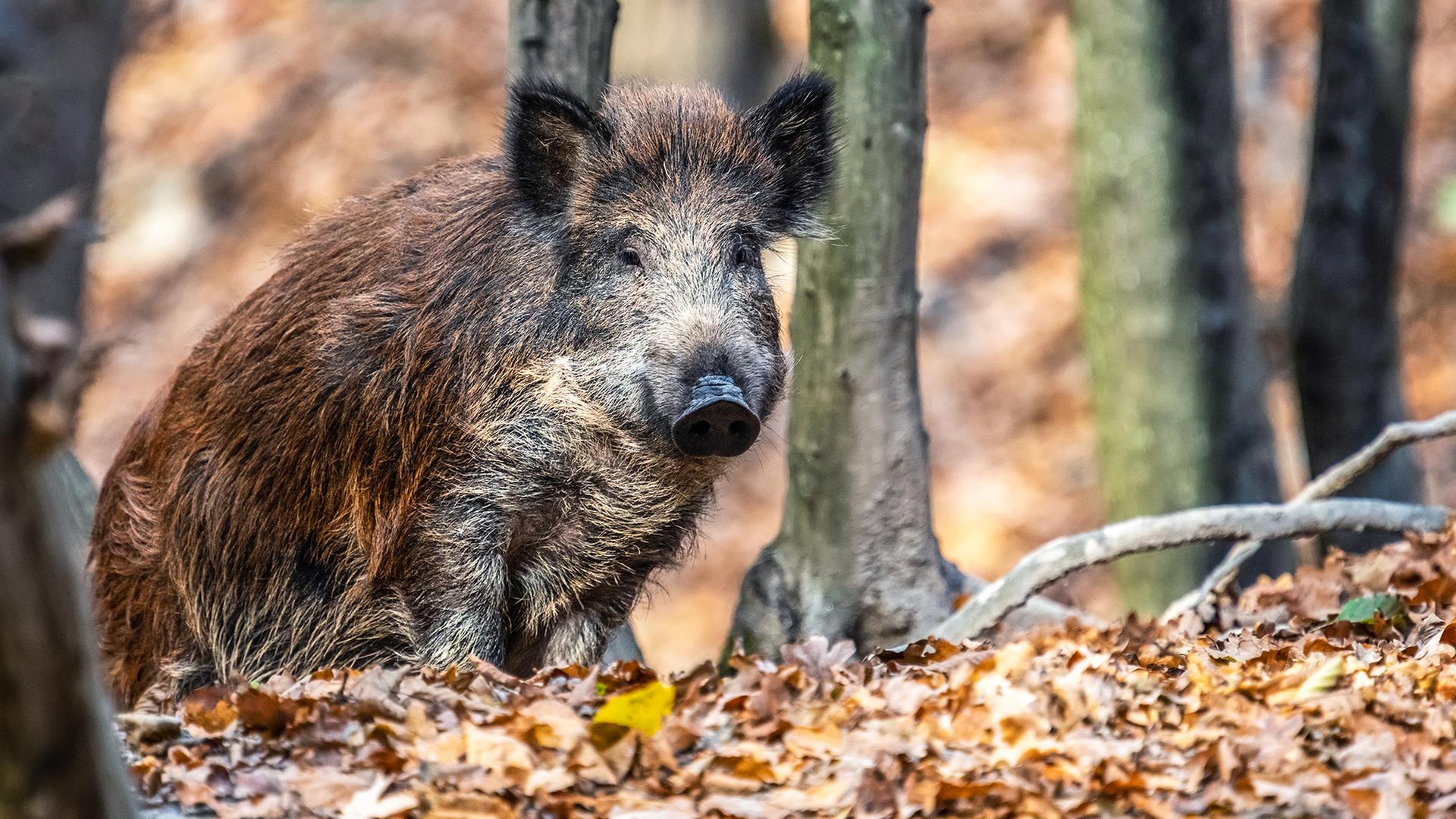 Ein Wildschwein im Wald. | Colourbox, -