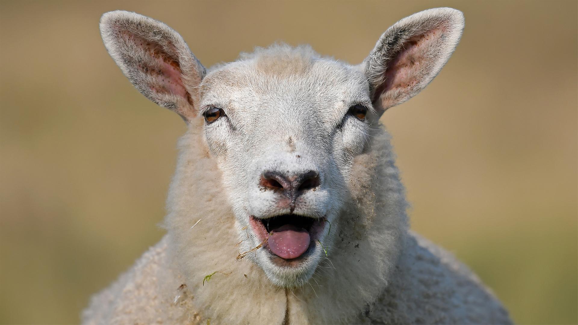 700 Schafe auf Lübecker Priwall-Fähre