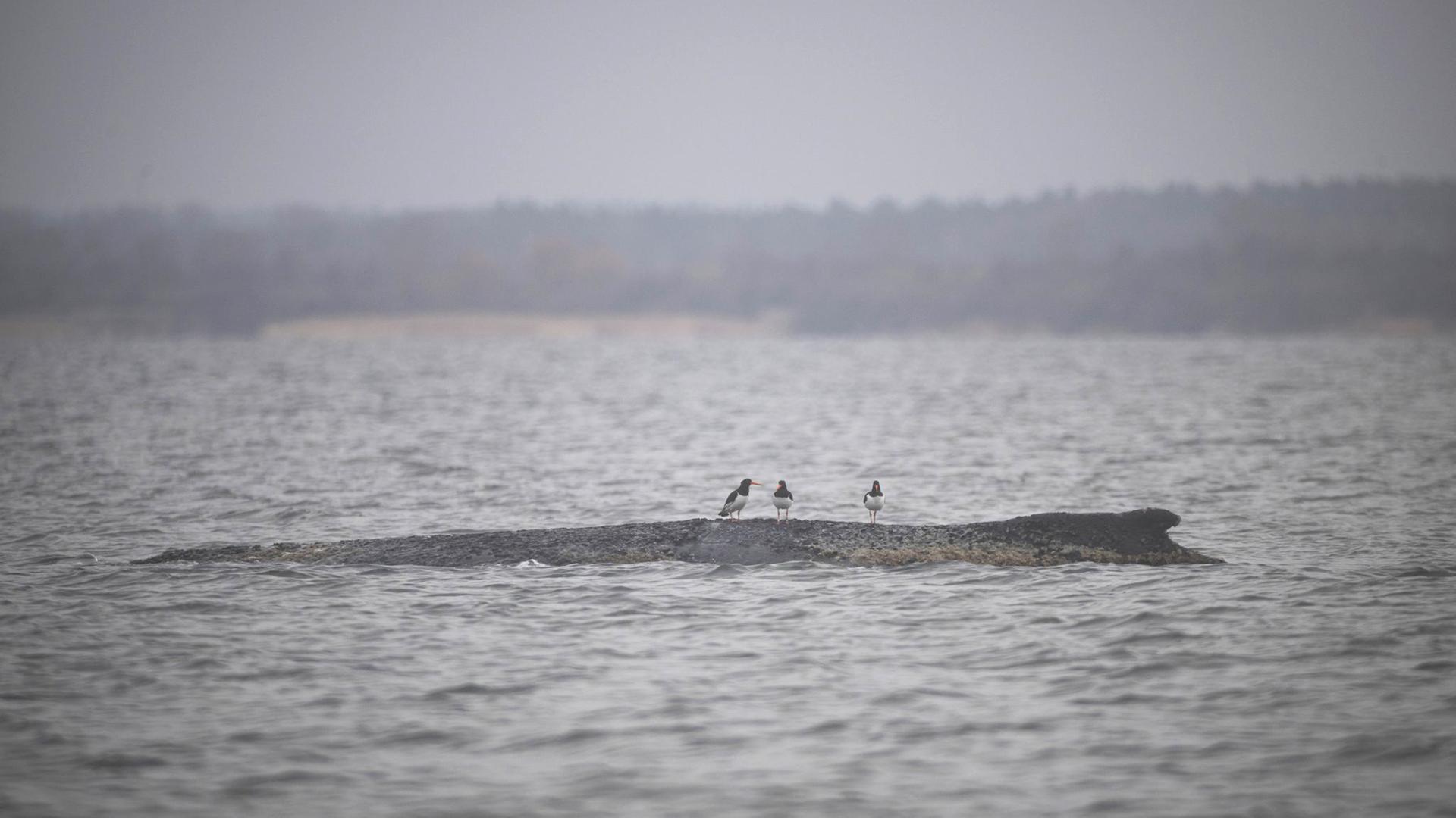 Drei WasservÃ¶gel sitzen auf dem RÃ¼cken des Wals. Nach seiner zwischenzeitlichen Befreiung von einer Sandbank liegt der Buckelwal am Morgen noch immer in der Wismarbucht. | Philip Dulian/dpa