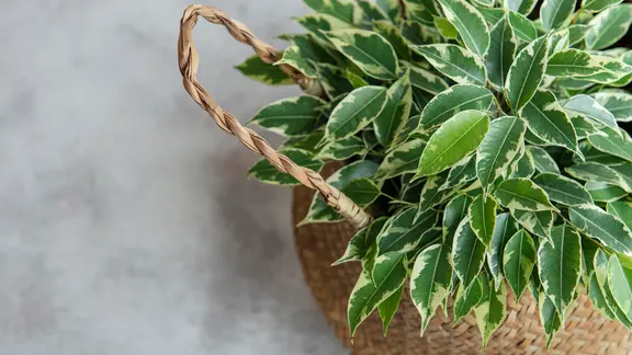 Birkenfeige pflegen: Die Zimmerpflanze Ficus benjamina | ndr.de