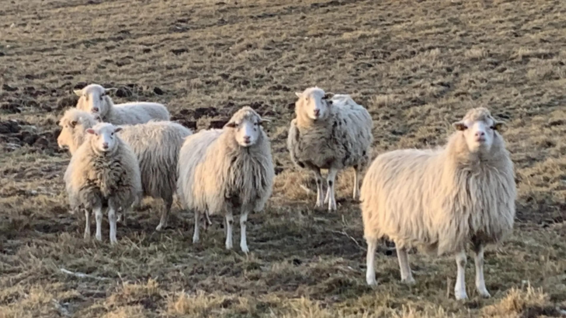 Flensburg: Schafherde zieht wieder ins Naturschutzgebiet Twedter Feld