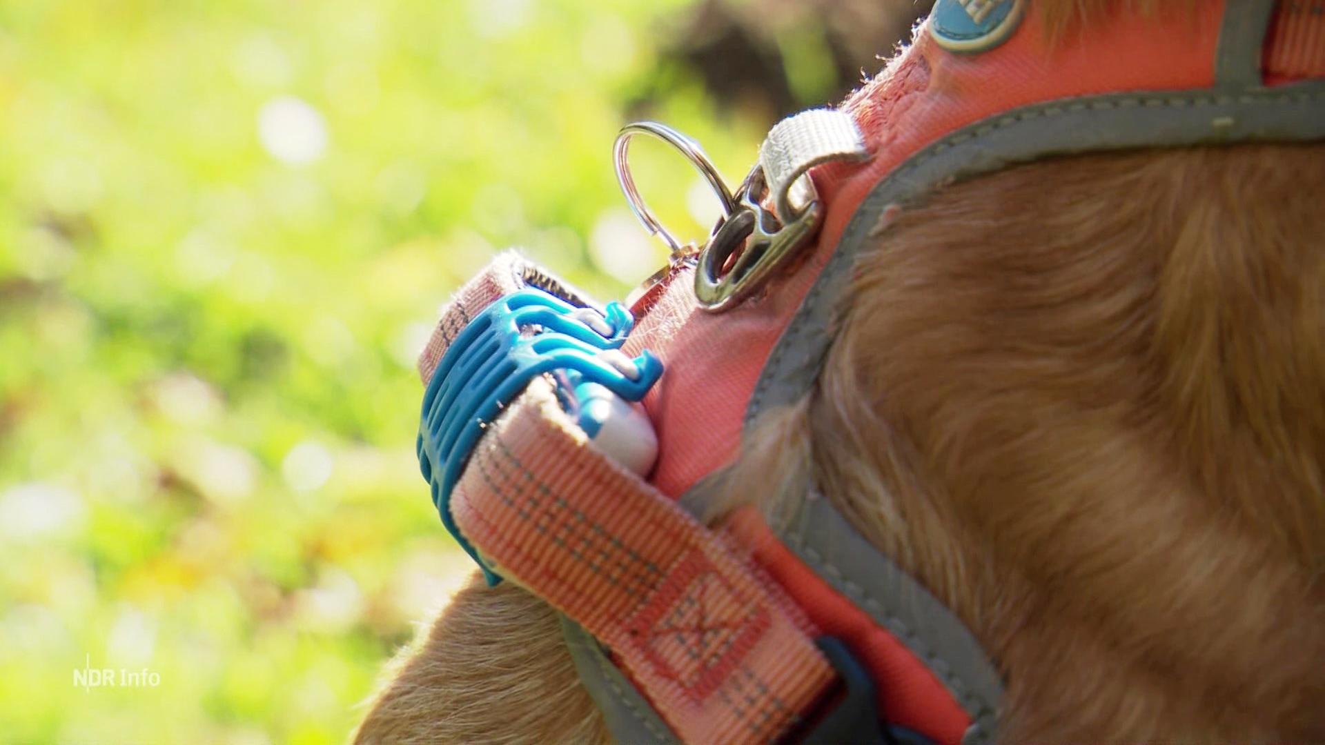 GPS-Tracker für Hunde – der Markt boomt