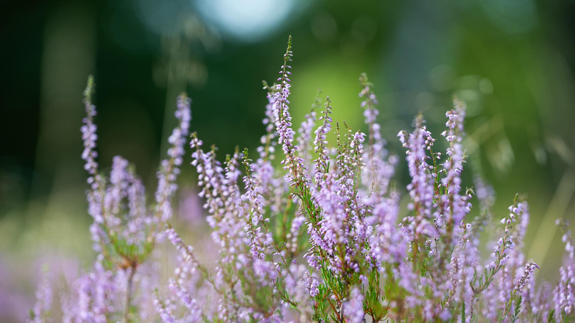 Heide und Eichen: So entsteht im Kreis Steinburg neuer Lebensraum