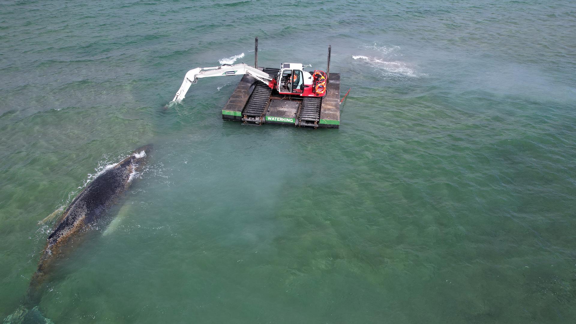 Rettungsaktion in Lübecker Bucht: Wal bewegt sich