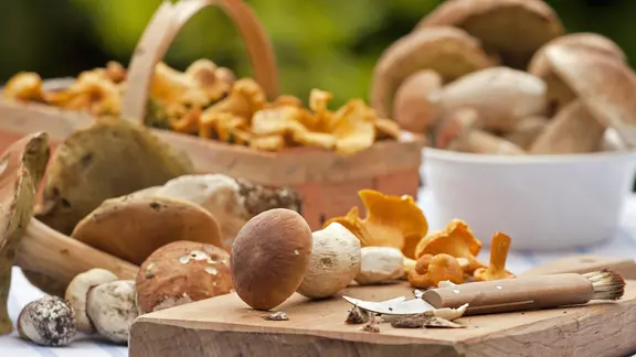 Verschiedene Speisepilze liegen auf einem Tisch