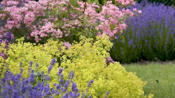 Bunte Stauden im Garten