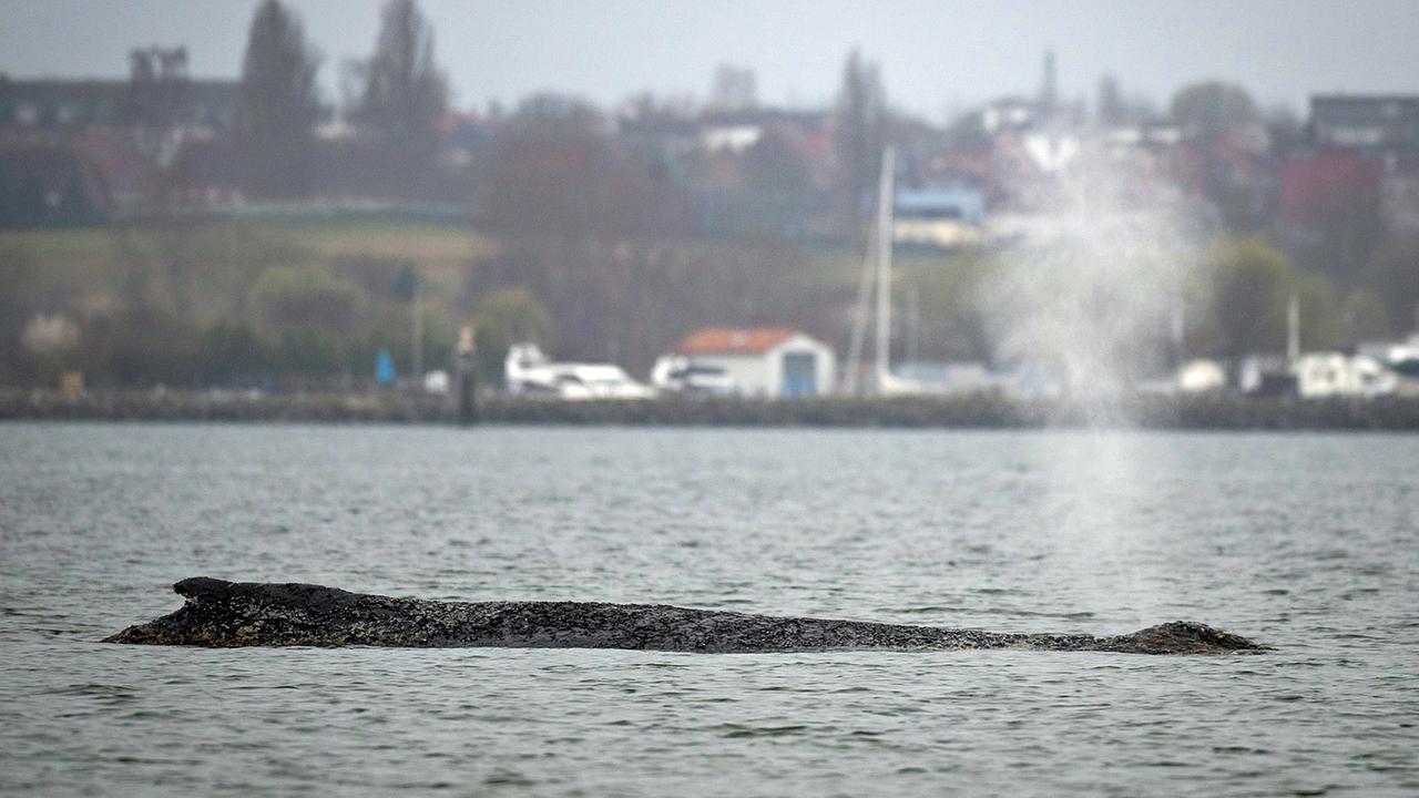 Buckelwal erneut gestrandet: Tier liegt in der Bucht vor Wismar