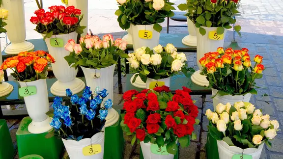 Geranien, Tulpen und Co: Viele Zierpflanzenbetriebe müssen schließen ...