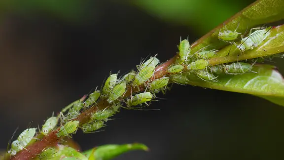 Blattläuse auf einem Rosentrieb