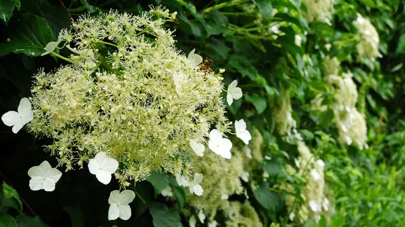 Weiß blühende Kletterhortensie