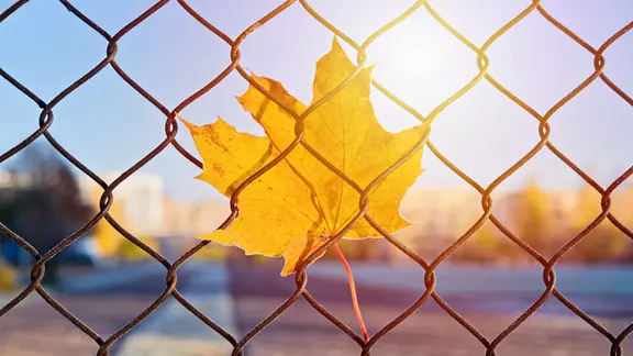 Ein Blatt hängt an einem Maschendrahtzaun fest. Im Hintergrund geht die Sonne unter.