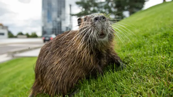 Ein Nutria sitzt auf einer Wiese