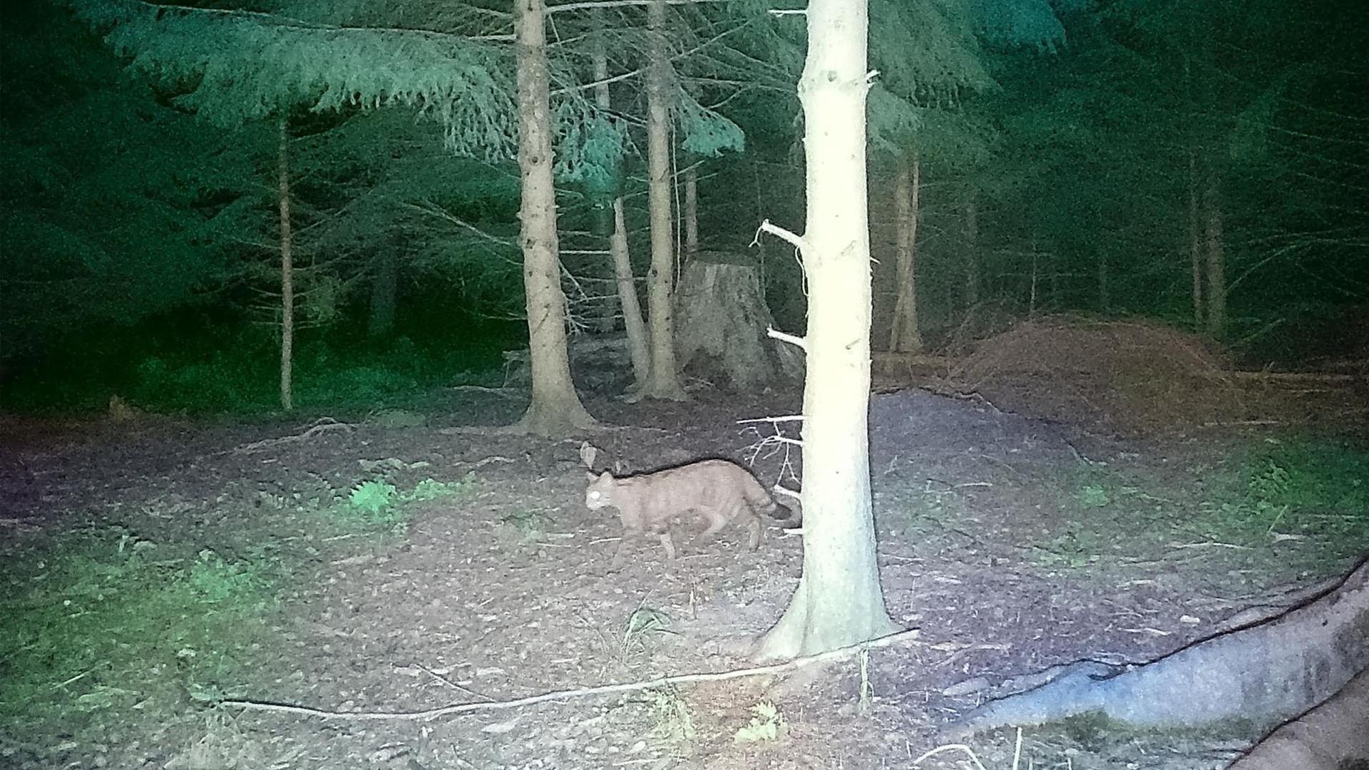 Europäische Wildkatze mit Jungtieren gesichtet: Natürliche Rückkehr nach SH?