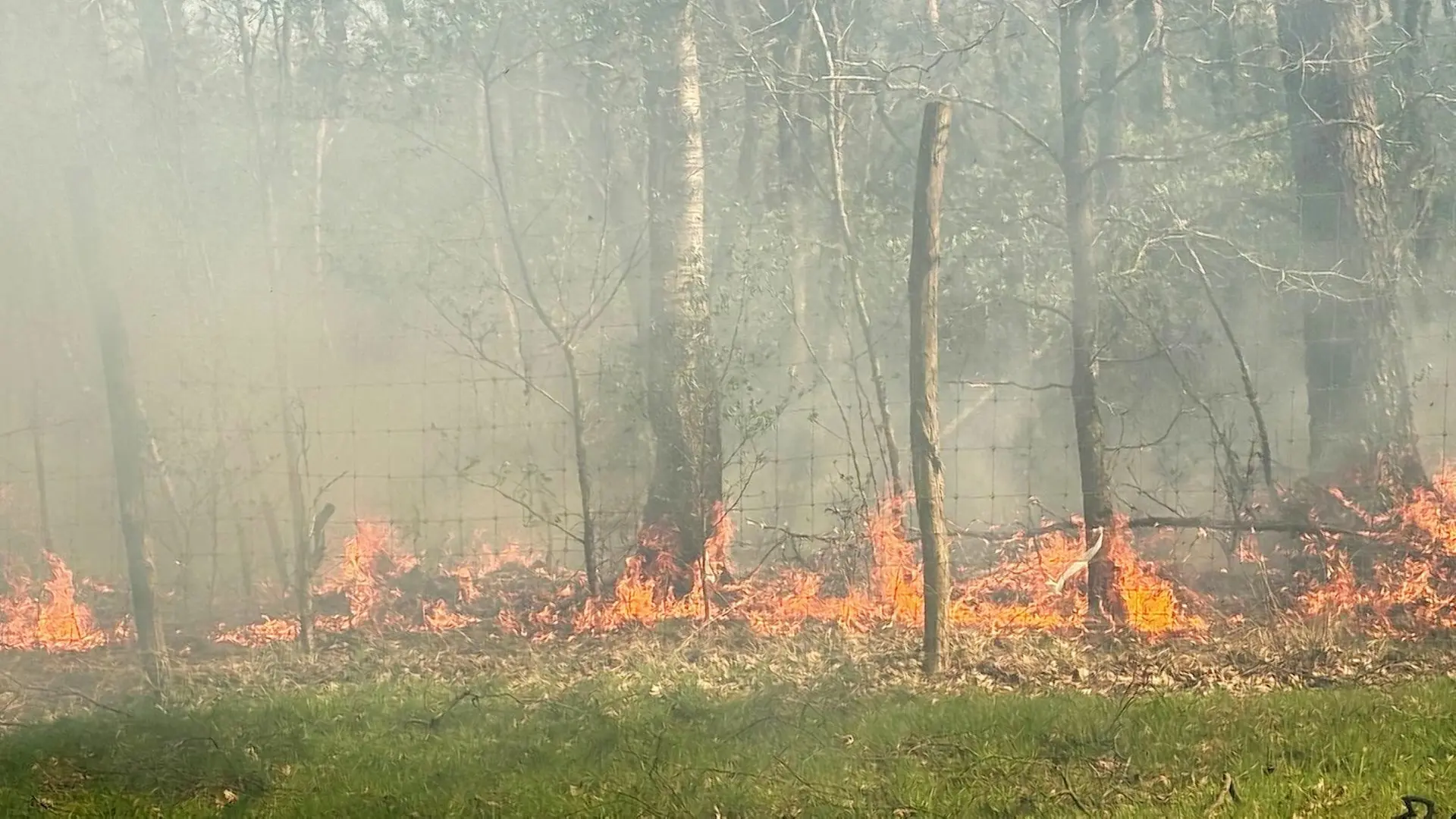 Trockenheit: Erhöhte Waldbrandgefahr in Schleswig-Holstein