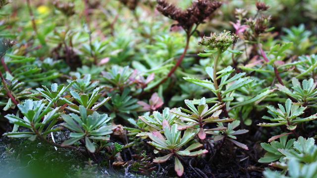 Blumenksten im Frhling dauerhaft bepflanzen