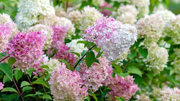 Rispenhortensie mit weißen und pink verfärbten Blüten