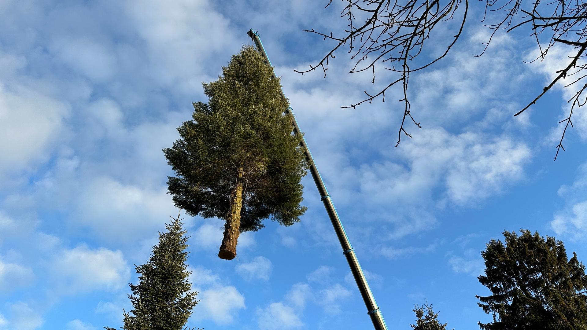 Weihnachtsbäume für Marktplätze in Stralsund und Greifswald