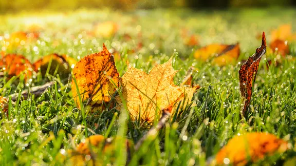 Buntes Herbstlaub liegt auf feuchtem Rasen.