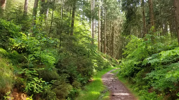 Ansteigender Pfad in den Harburger Bergen.