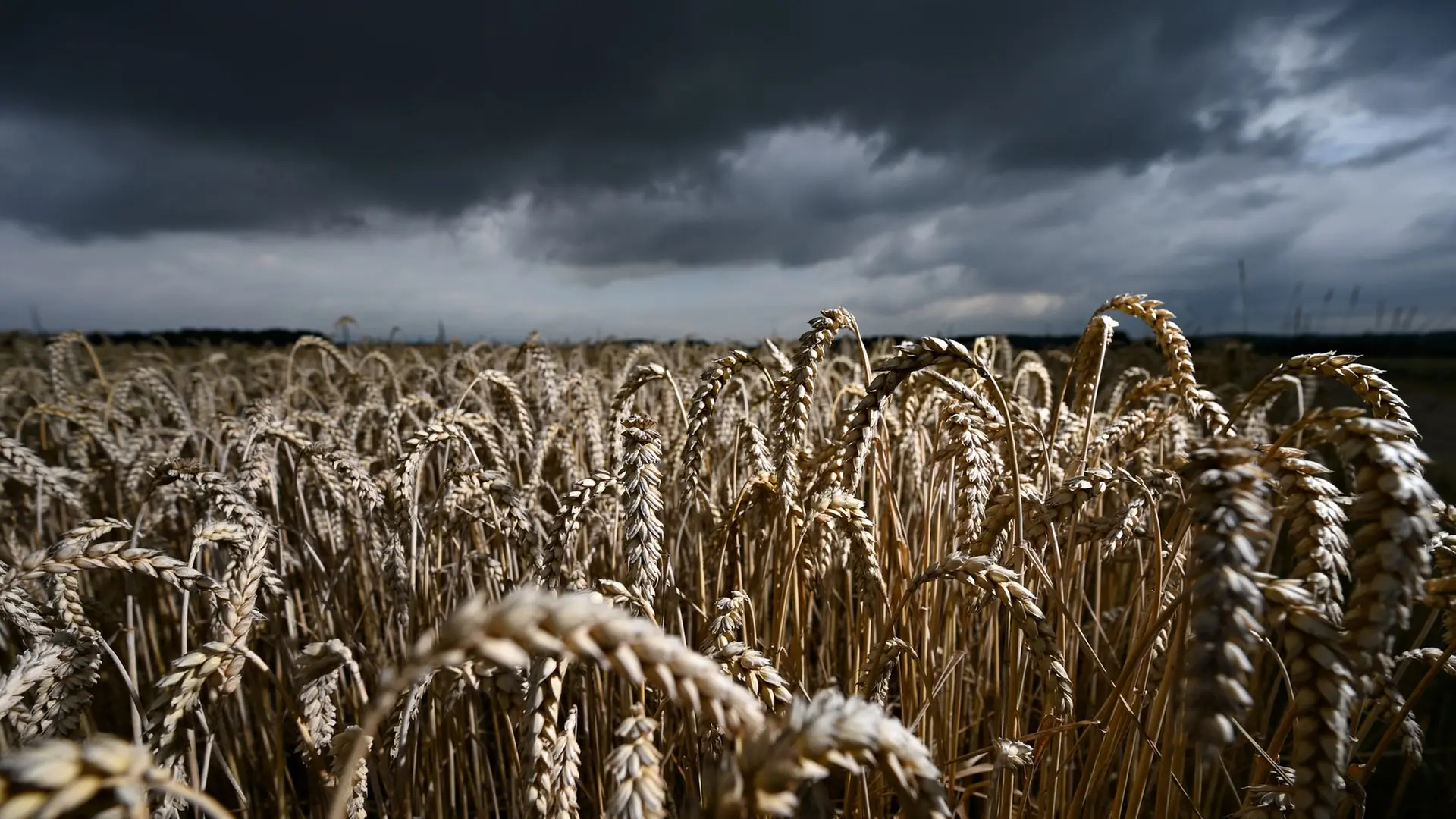 Zu viel Regen: Ackerbauern sorgen sich um Ernte von Raps und Weizen
