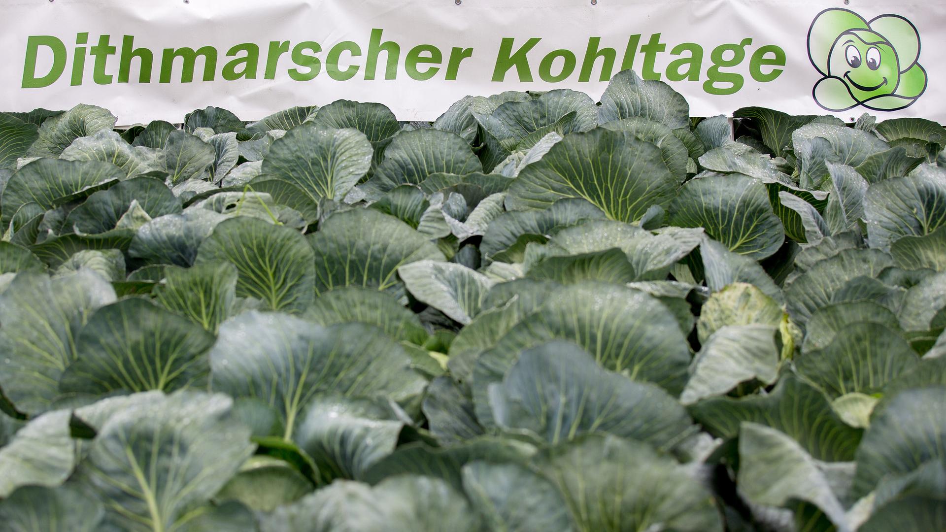Dithmarscher Kohltage: Infos zu Märkten, Festen und Programmen
